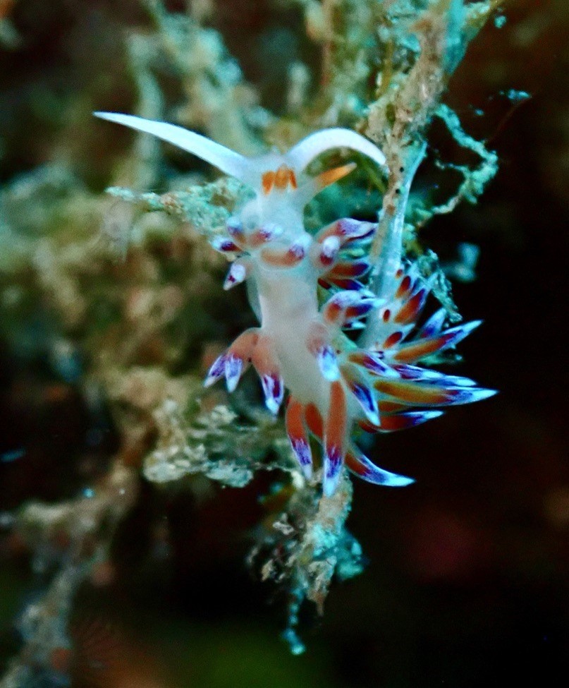 Berghia Nudibranch