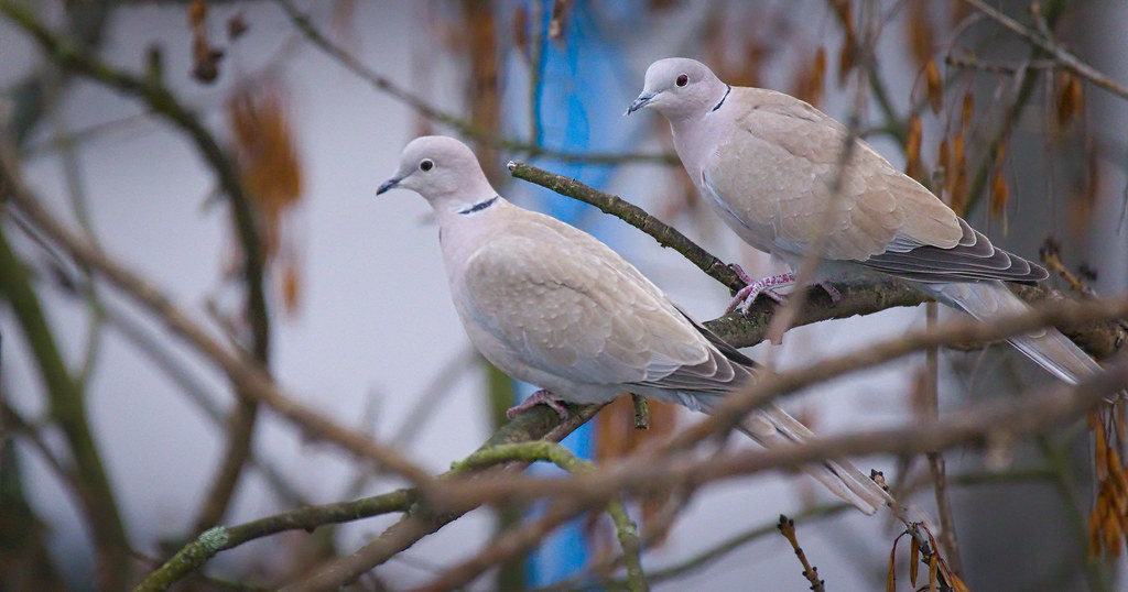 Collared doves