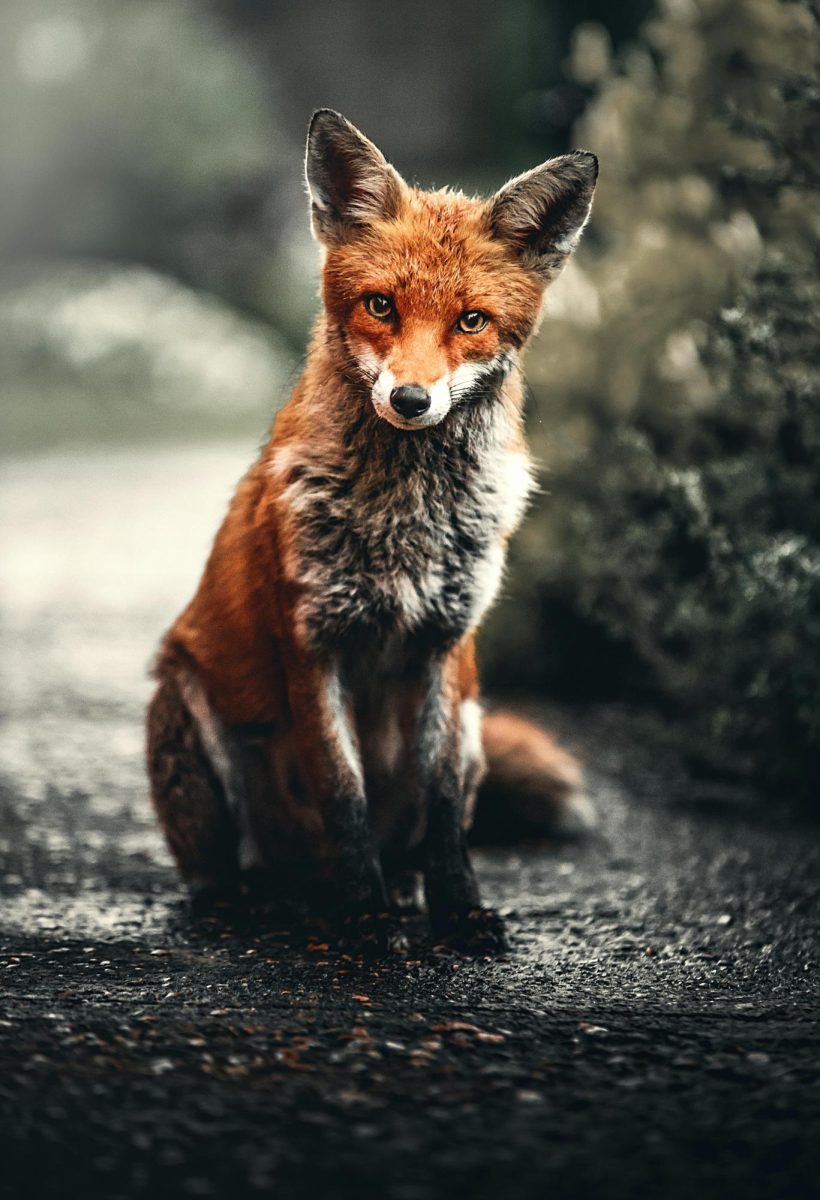 Fable